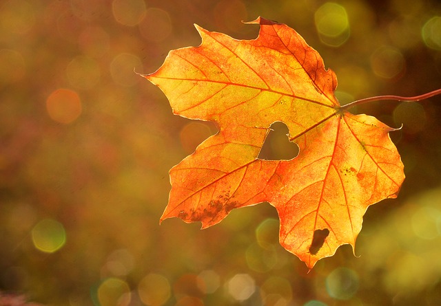 Herbstfest der Lebenshilfe Meißen e. V.