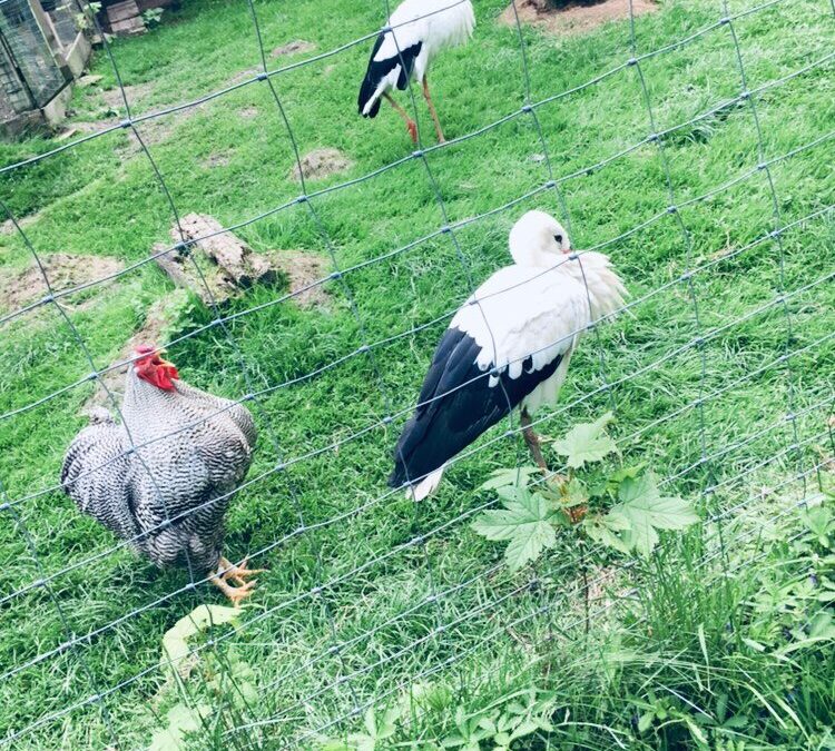 Frühförderung lädt Kinder und ihre Familien in den Tierpark Meißen ein